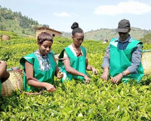 A group of rwandan picking tea leafs